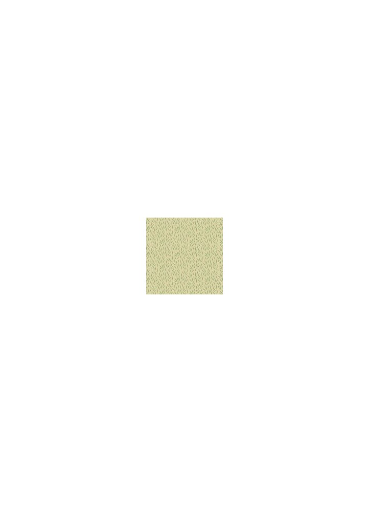 Bean White Pine