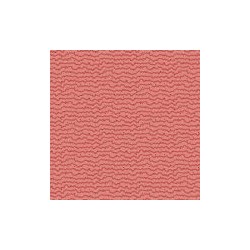 Stripe Amaryllis Rosy